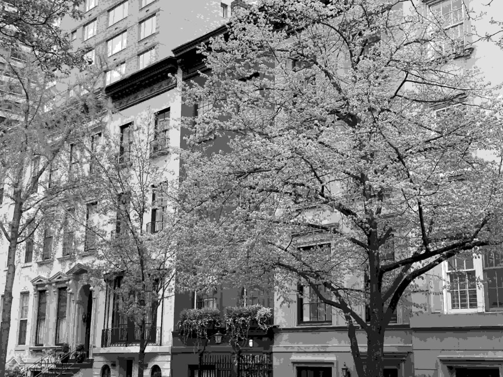 Brooklyn nature apartment view
