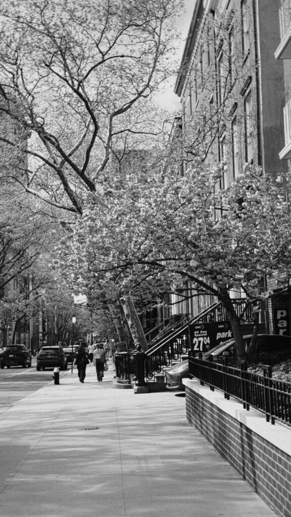 Cherry blossoms in Brooklyn