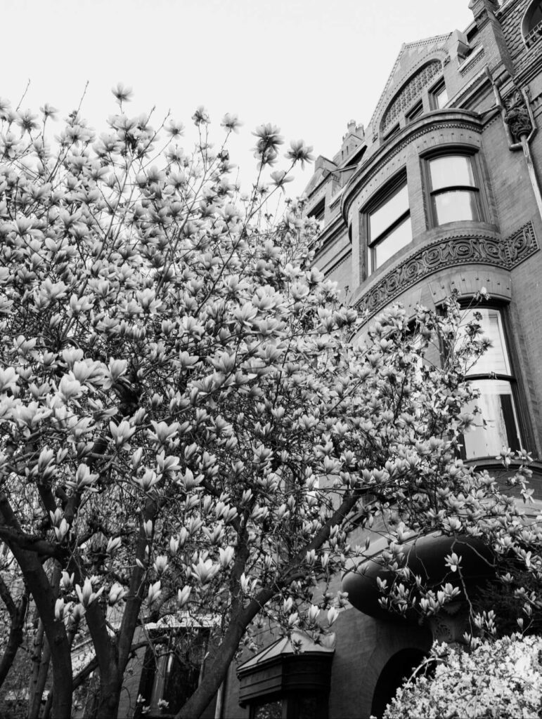 Brooklyn nature neighborhood and apartments