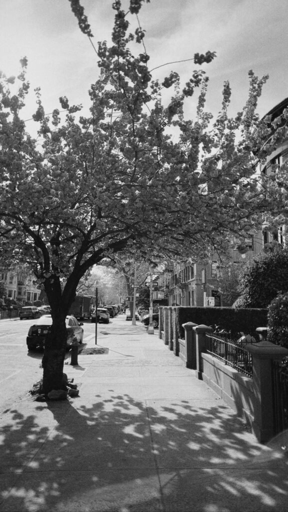 Modern neighborhood view near Greene Avenue